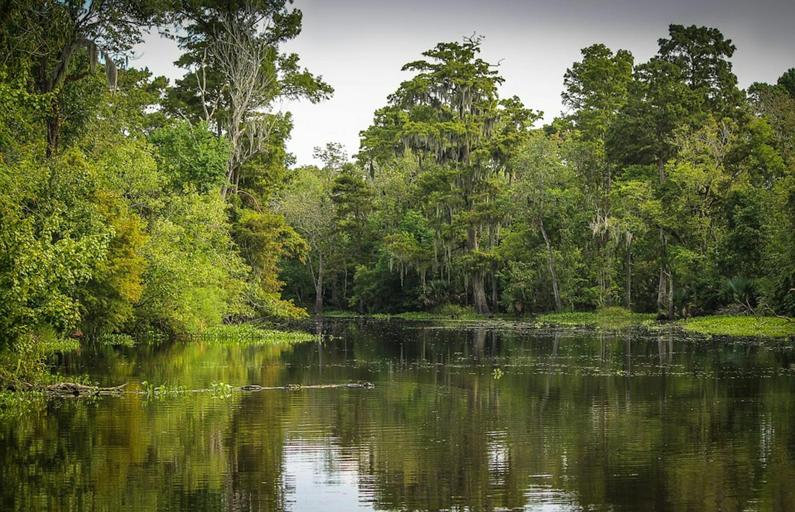 Mississippi Lowland Forests | One Earth